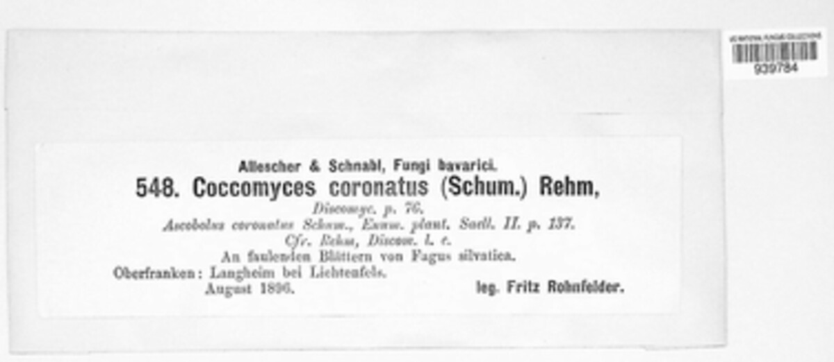 Coccomyces coronatus image